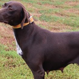 MILLIE - German Shorthaired Pointer
