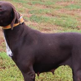 MILLIE - German Shorthaired Pointer
