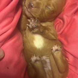 Dachshund Puppies from Dandelion Doxies