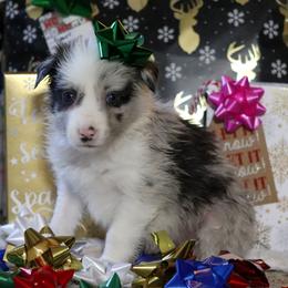 Charlie - Slate merle male Border Collie puppy in Richmond, Maine from Lil Maine Border Collies