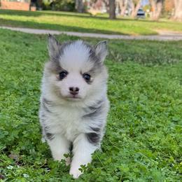 Darling - Gray and white female Pomsky puppy in La Verne, California from Red Cedar Pomskies