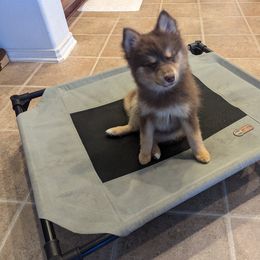 Pomsky Puppies from Tony Hwang