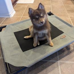 Pomsky Puppies from Tony Hwang