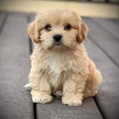 Cavachon, Cavalier King Charles Spaniel, and Cavapoo Puppies from Cavachon Love