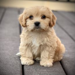 Cavachon, Cavalier King Charles Spaniel, and Cavapoo Puppies from Cavachon Love