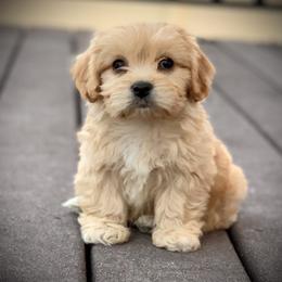 Cavachon, Cavalier King Charles Spaniel, and Cavapoo Puppies from Cavachon Love
