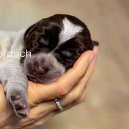 Wirehaired Pointing Griffons from Dry Branch