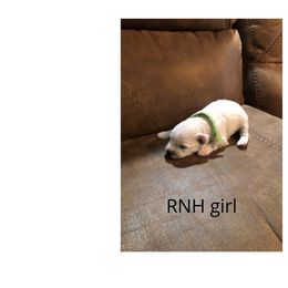 Miniature Schnauzer Puppies from RNH Schnauzers