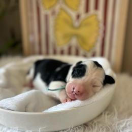 Ravioli - White and black female Bordoodle puppy in Valley Center, California from Circle R Valley Bordoodls