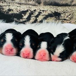 Male 3 - Black rust and white male Bernese Mountain Dog puppy in Harrisburg, North Carolina from Bunn Ranch Goldens & Bernese