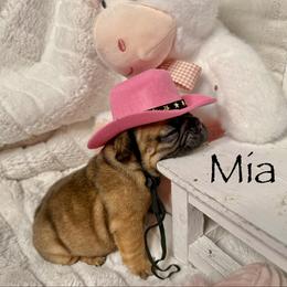 Bunkhouse Litter-Mia - Fawn female French Bulldog puppy in Kalispell, Montana from Grace & Grit Frenchies