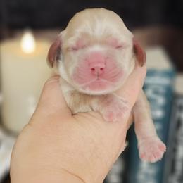 Pumpkin (Orange Collar) - Buff and white male Cocker Spaniel puppy in Mocksville, North Carolina from Hunting Creek Kennels & Farm
