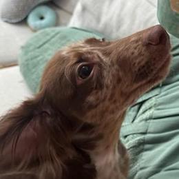 Dachshunds from Dannie's Doxies