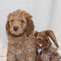 Poodle Puppies from Standard Poodles of Forest Lakes