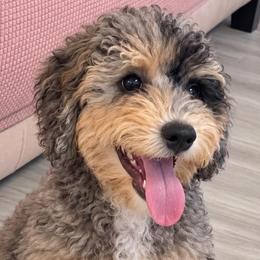 Pebbles - Lite Pink Collar - Blue merle female Bernedoodle puppy in Port Charlotte, Florida from Islands Wheatens and Poodles