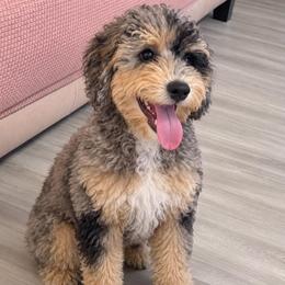 Pebbles - Lite Pink Collar - Blue merle female Bernedoodle puppy in Port Charlotte, Florida from Islands Wheatens and Poodles