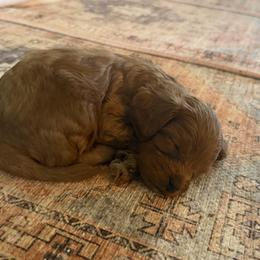 Boy 3 - Apricot male Cavapoo puppy in Gatesville, Texas from Country Club Cavapoos