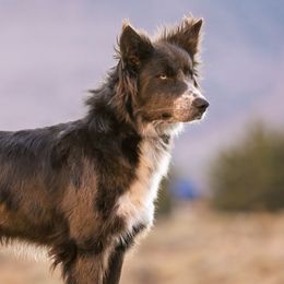 Jen - Border Collie