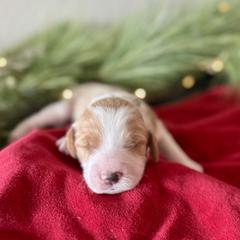 Lucky (Green) - male Golden Mountain Doodle puppy in Twin Falls, Idaho from Magic Valley Family Doodles