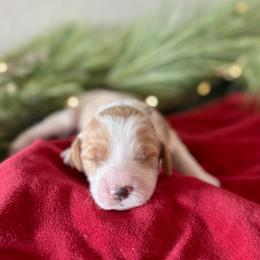 Lucky (Green) - male Golden Mountain Doodle puppy in Twin Falls, Idaho from Magic Valley Family Doodles