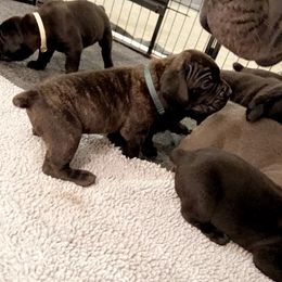 Cane Corso Puppies from Rock Creek Cane Corso