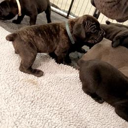 Cane Corso Puppies from Rock Creek Cane Corso