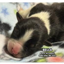 Bella - Black tri-color female Australian Shepherd puppy in Bethany, Connecticut from Wynter Thyme Manor Australian shepherds
