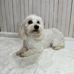 Ringo - Coton de Tulear