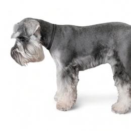 Olivia - Miniature Schnauzer