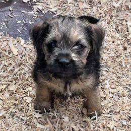 Border Terrier Puppies from Silli's Border Terriers