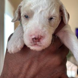 Yukon - Parti male Poodle puppy in Randallstown, Maryland from Parson Standards