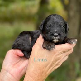 Linus - Phantom male Bernedoodle puppy in Bellville, Ohio from Bernedoodle Buddies