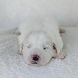 Pink - White female Great Pyrenees puppy in Yakima, Washington from Naches Heights Ranch