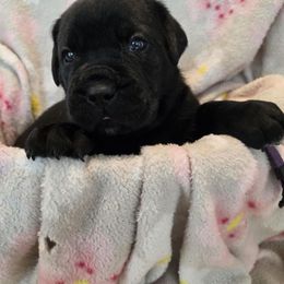 Purple Collar - Black female Cane Corso puppy in Pylesville, Maryland from Safe Haven Cane Corso