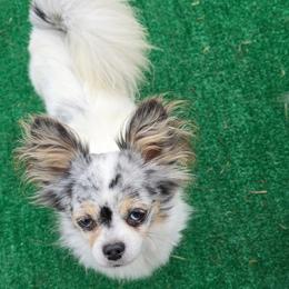 Lainey - Chihuahua