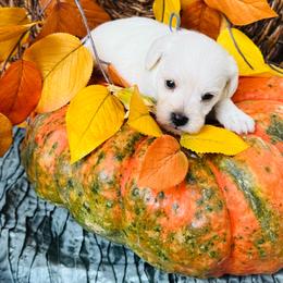 Casp - White male Miniature Schnauzer puppy in Moreauville, Louisiana from Bayou Schnauz and Dals