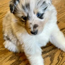 Shetland Sheepdogs from Shadow Hill South Shetland Sheepdogs