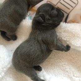 French Bulldog Puppies from Crooked C Ranch