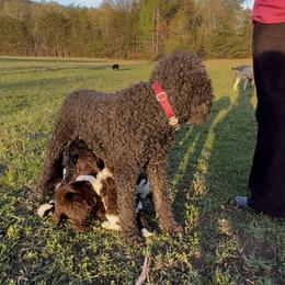 Goldendoodle Puppies from Harrington Doodles