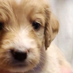 Larry (Tony) - Brown Double Doodle puppy in Norfolk, Massachusetts from Cat's Golden Labradoodles