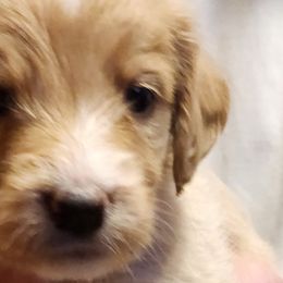 Larry (Tony) - Brown Double Doodle puppy in Norfolk, Massachusetts from Cat's Golden Labradoodles