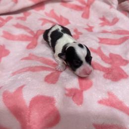 Elsie - Black and tan female Pembroke Welsh Corgi puppy in Huntington, Texas from Flower Hill Farm