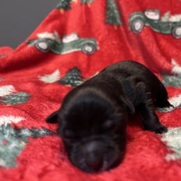 Minimal white black bi - Black & white male Miniature Australian Shepherd puppy in Connelly Springs, North Carolina from Appalachian Aussies