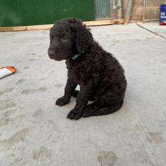 Curly-Coated Retriever Puppies from Betacoil Curly Coated Retrievers