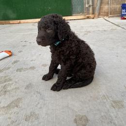 Curly-Coated Retriever Puppies from Betacoil Curly Coated Retrievers