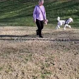 Poodle Puppies from Suzie's Poodles