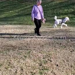 Poodle Puppies from Suzie's Poodles