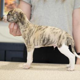 Dapper - White and fawn brindle male Whippet puppy in Atlanta, Georgia from Sinaj