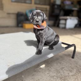 Great Dane Puppies from Notorious Great Danes