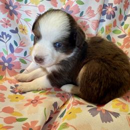 Blossom - Red tri female Miniature Australian Shepherd puppy in Nashville, Tennessee from Little B’s Aussies